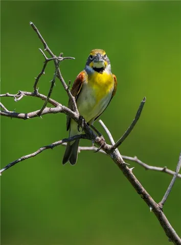 $637,000 | Tbd Southwest Tbd Sw 101st Road, Chilhowee, MO 64733