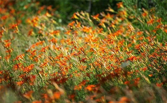 $637,000 | Tbd Southwest Tbd Sw 101st Road, Chilhowee, MO 64733