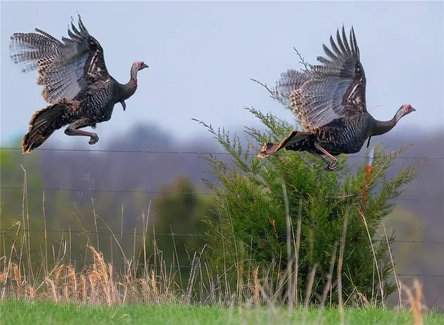 $637,000 | Tbd Southwest Tbd Sw 101st Road, Chilhowee, MO 64733