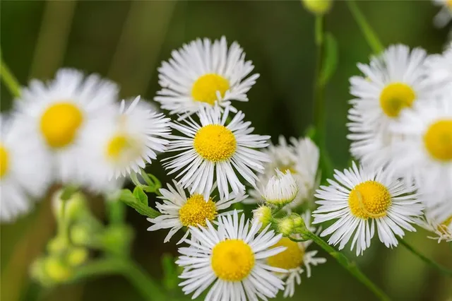 $637,000 | Tbd Southwest Tbd Sw 101st Road, Chilhowee, MO 64733