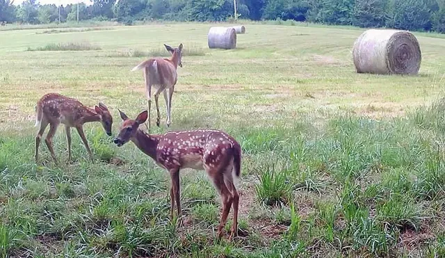 $637,000 | Tbd Southwest Tbd Sw 101st Road, Chilhowee, MO 64733