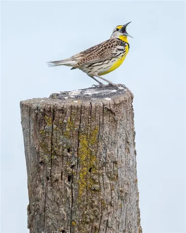 $637,000 | Tbd Southwest Tbd Sw 101st Road, Chilhowee, MO 64733