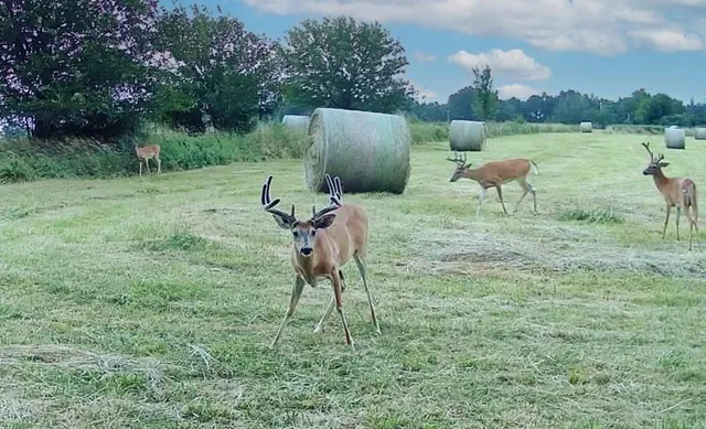 $637,000 | Tbd Southwest Tbd Sw 101st Road, Chilhowee, MO 64733