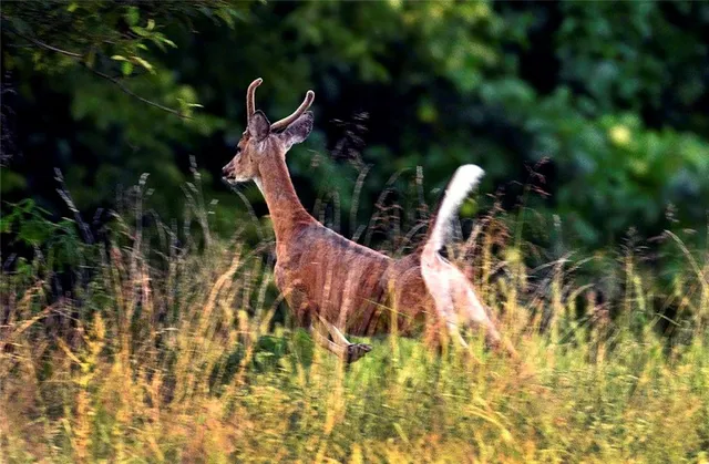 $637,000 | Tbd Southwest Tbd Sw 101st Road, Chilhowee, MO 64733