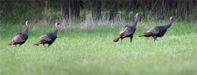 $637,000 | Tbd Southwest Tbd Sw 101st Road, Chilhowee, MO 64733