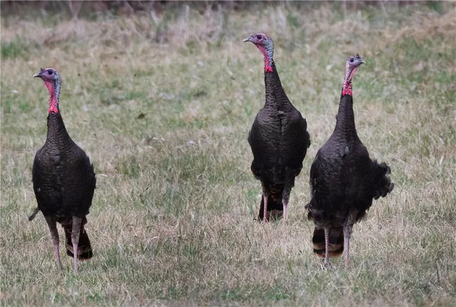 $637,000 | Tbd Southwest Tbd Sw 101st Road, Chilhowee, MO 64733