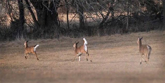 $637,000 | Tbd Southwest Tbd Sw 101st Road, Chilhowee, MO 64733