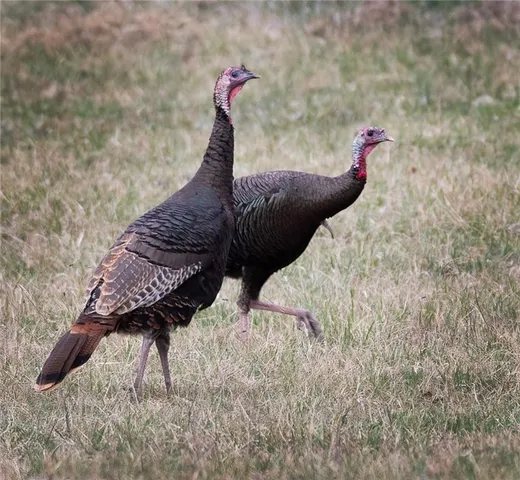 $637,000 | Tbd Southwest Tbd Sw 101st Road, Chilhowee, MO 64733