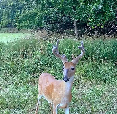 $637,000 | Tbd Southwest Tbd Sw 101st Road, Chilhowee, MO 64733