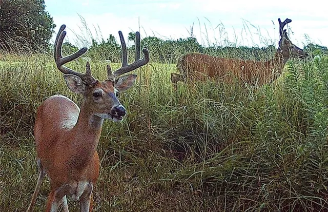 $637,000 | Tbd Southwest Tbd Sw 101st Road, Chilhowee, MO 64733