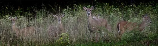 $637,000 | Tbd Southwest Tbd Sw 101st Road, Chilhowee, MO 64733