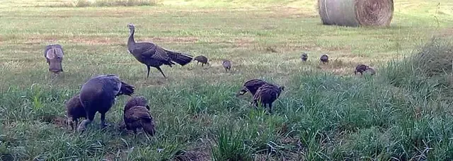 $637,000 | Tbd Southwest Tbd Sw 101st Road, Chilhowee, MO 64733