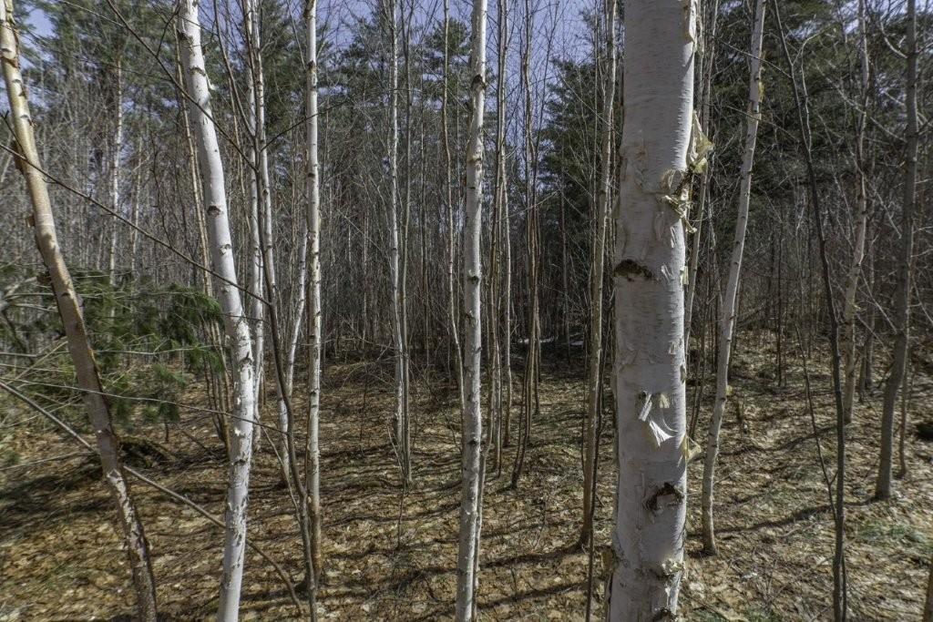 Off Natural Springs Road Presque Isle, WI 54557 - Photo 22 of 27 Gallery Image 22