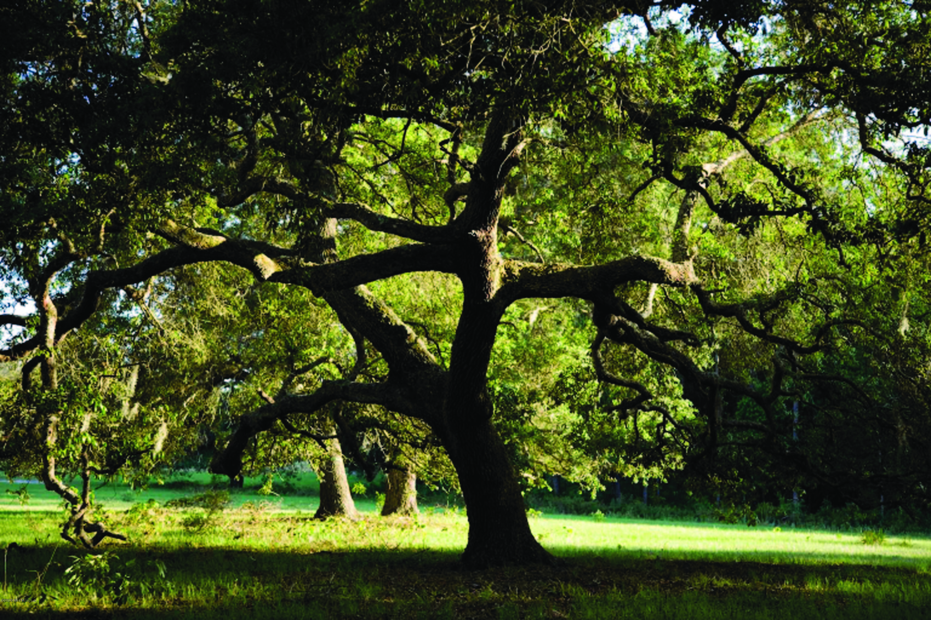 1228 Paradise Pond Road St. Augustine, FL 32092 - Photo 58 of 60 King & Bear with Beautiful Old Oak Trees