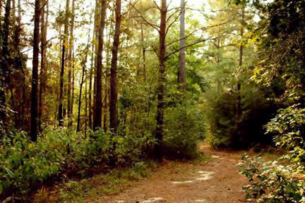 Thompson Road Ruth, MS 39662 - Photo 1 of 1 Main View