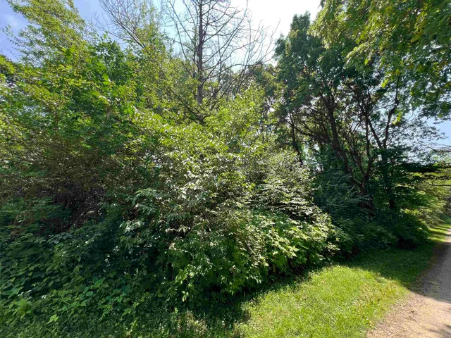 a view of a lush green forest
