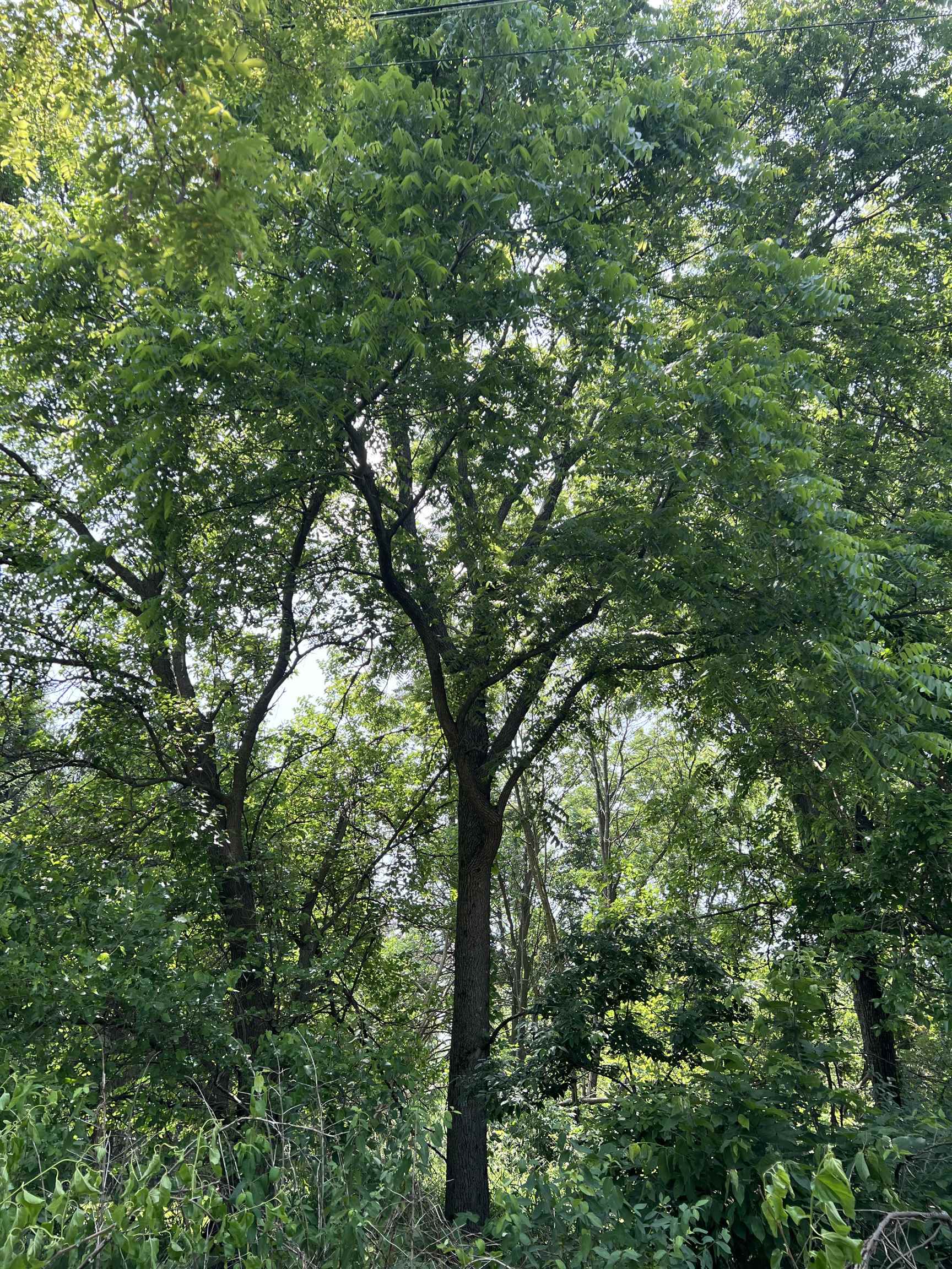 Tbd Us Route 20 Elizabeth, IL 61028 - Photo 5 of 8 a view of tree