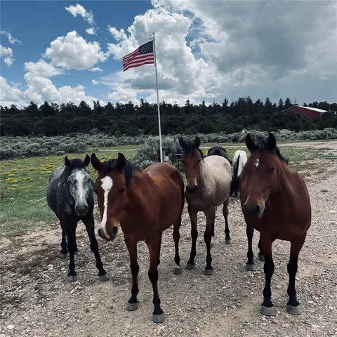 a view of a horse with a colt and yard in the back