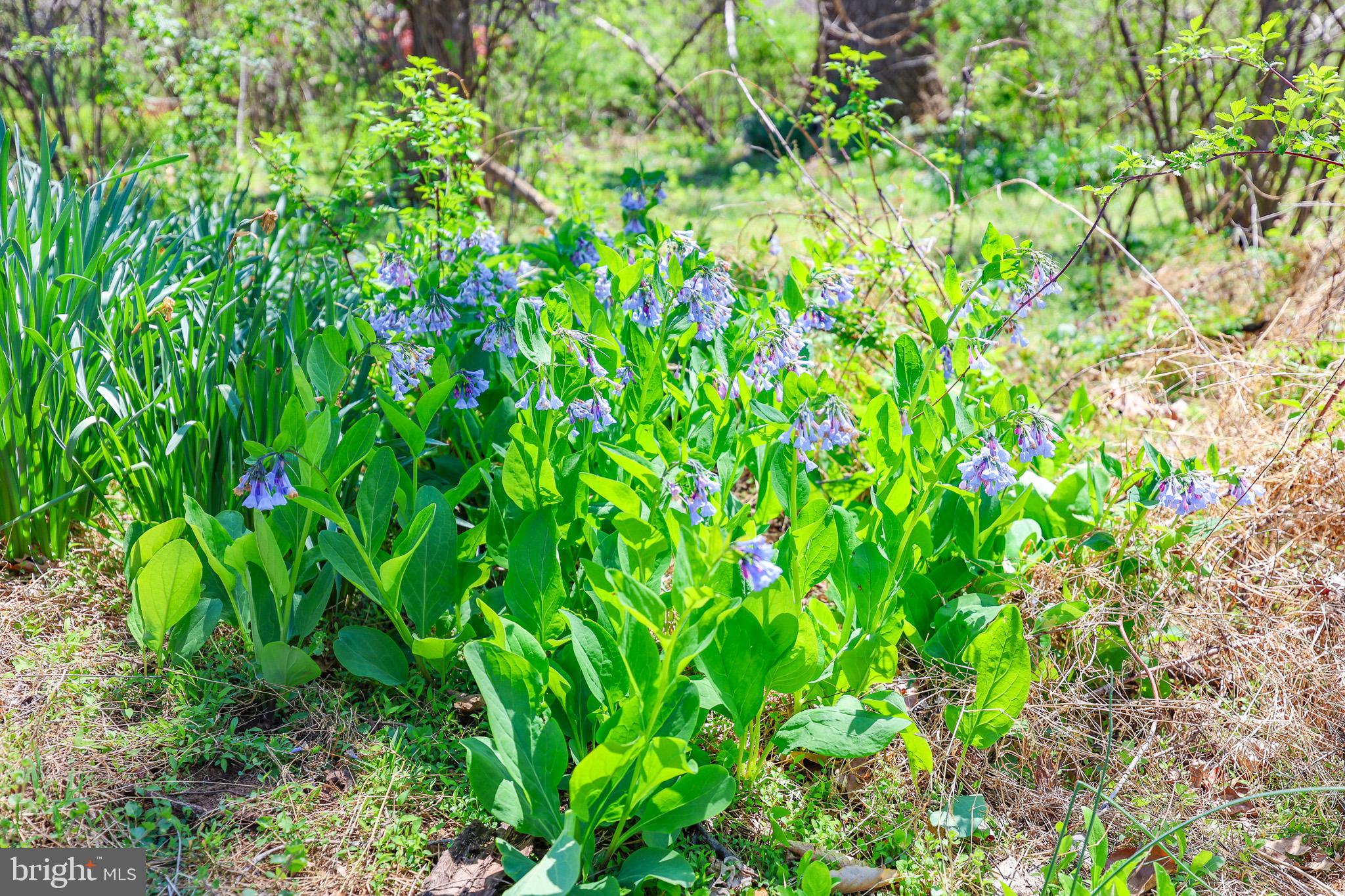 45 Shootz Hollow Road Huntly, VA 22640 - Photo 82 of 110