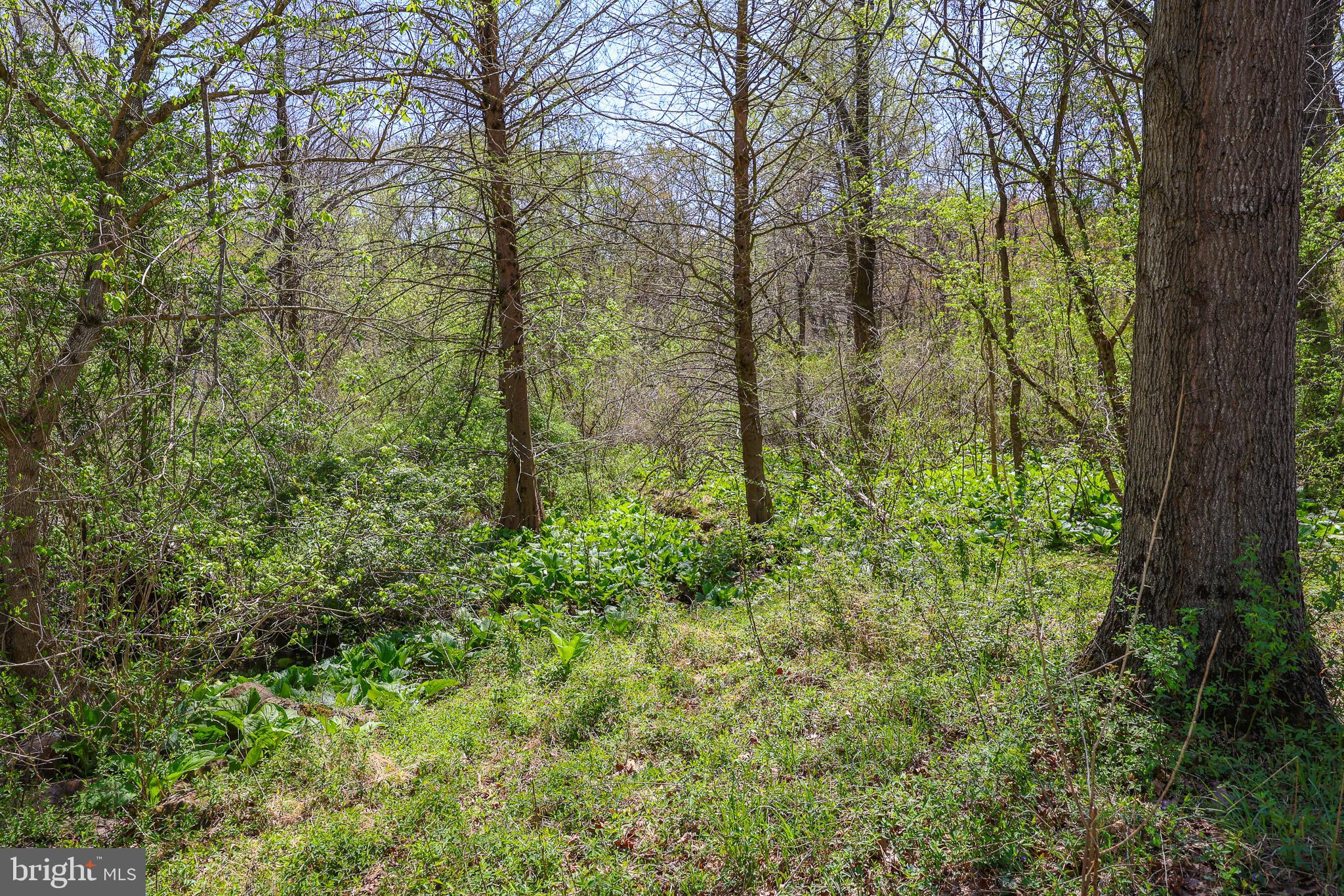 45 Shootz Hollow Road Huntly, VA 22640 - Photo 83 of 110