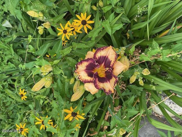 90 Mountain Road Greenwich, NY 12834 - Photo 81 of 81 flower