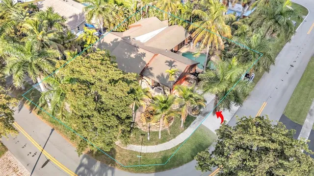 a view of a painting of a tree