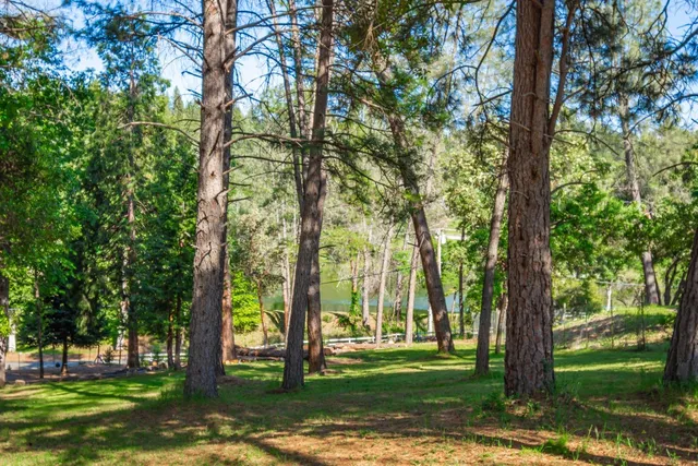 a view of a park with large trees