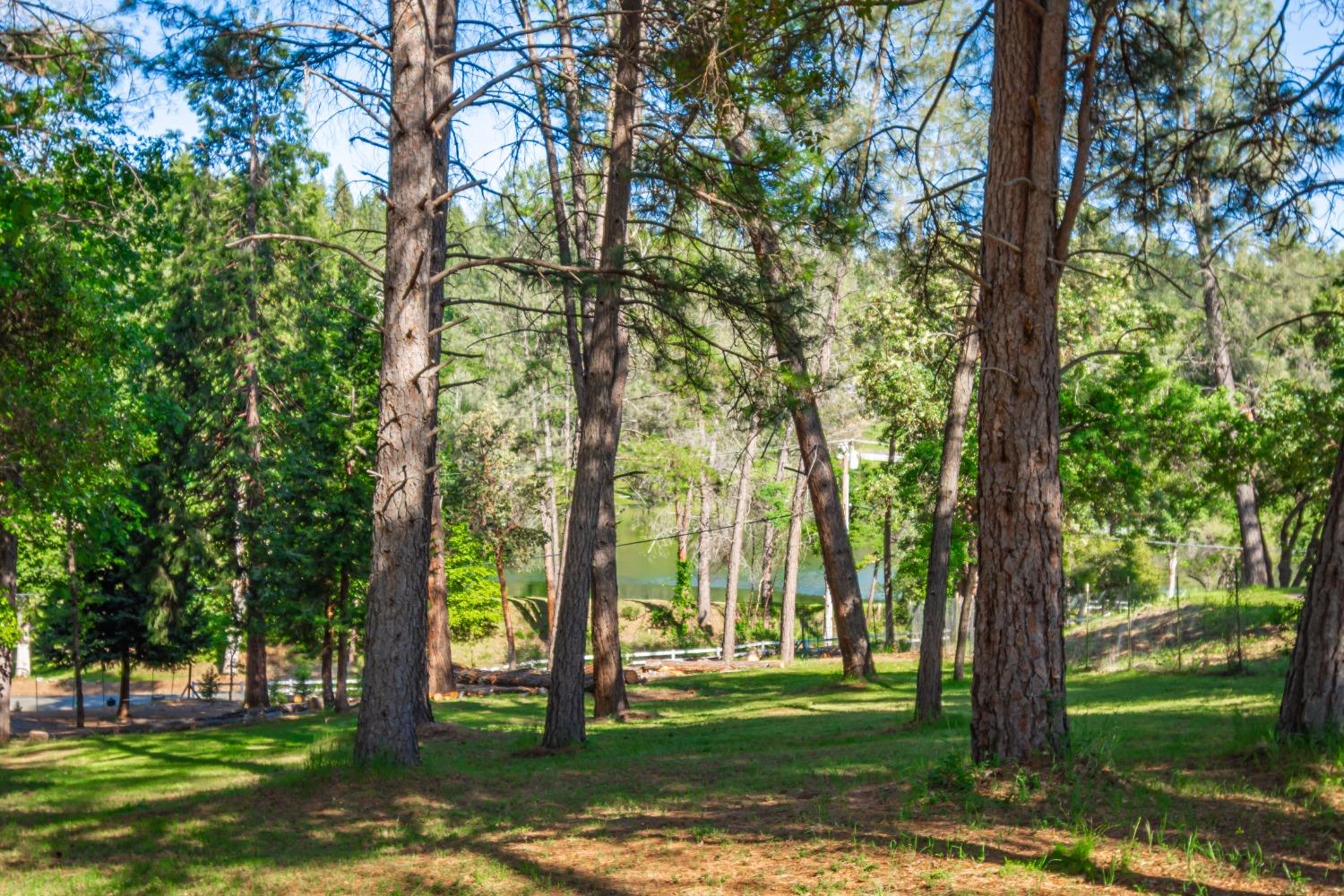 6570 Mosquito Road Placerville, CA 95667 - Photo 50 of 56 a view of a trees in a yard