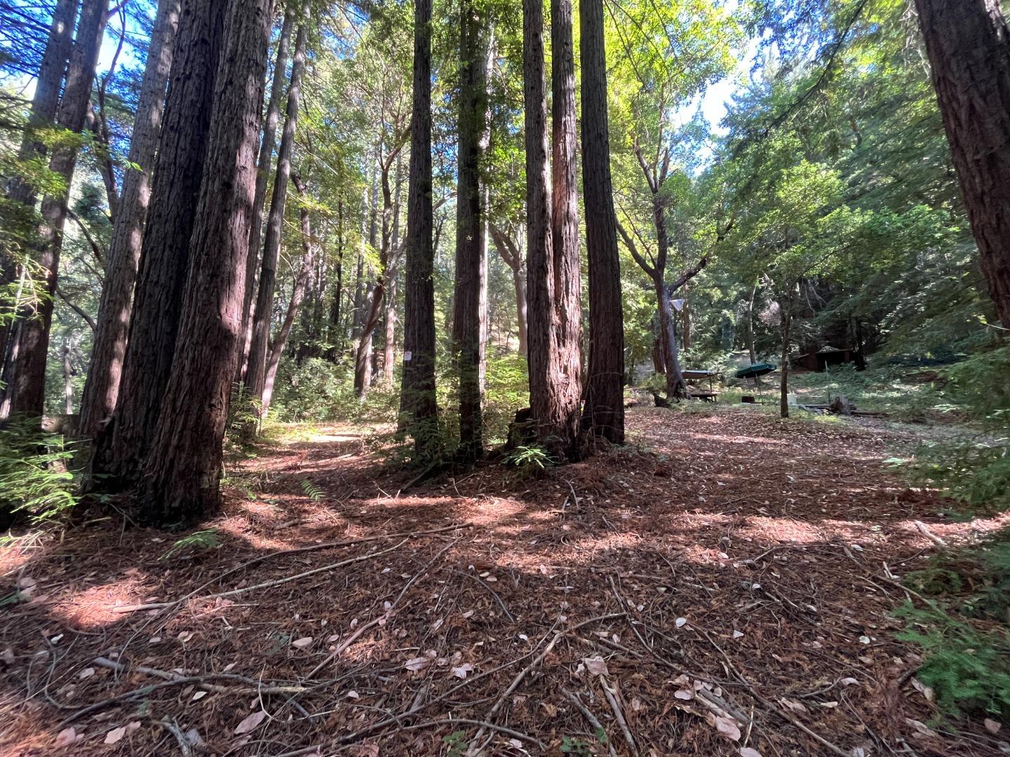 19900 Kings Creek Road Boulder Creek, CA 95006 - Photo 26 of 33 a view of a forest with trees in the background