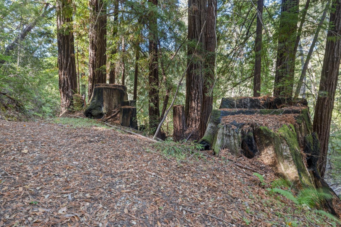 19900 Kings Creek Road Boulder Creek, CA 95006 - Photo 27 of 33 a view of a yard with plants and trees