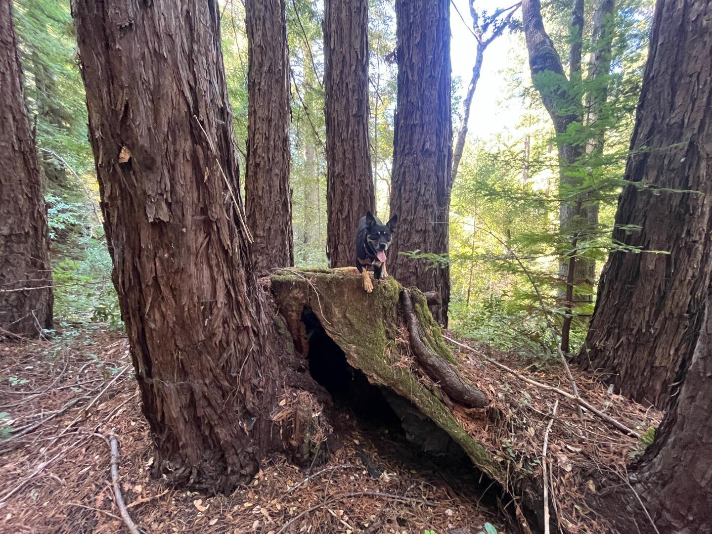 19900 Kings Creek Road Boulder Creek, CA 95006 - Photo 28 of 33 a view of a backyard with plants and large trees