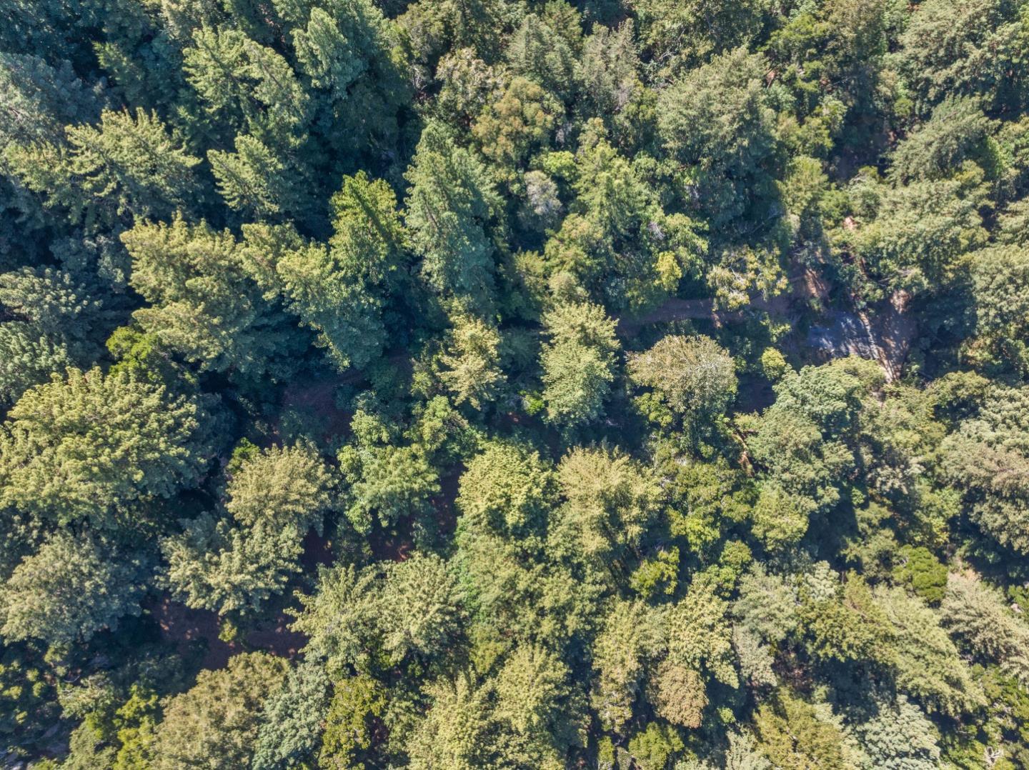 19900 Kings Creek Road Boulder Creek, CA 95006 - Photo 30 of 33 a picture of a tree