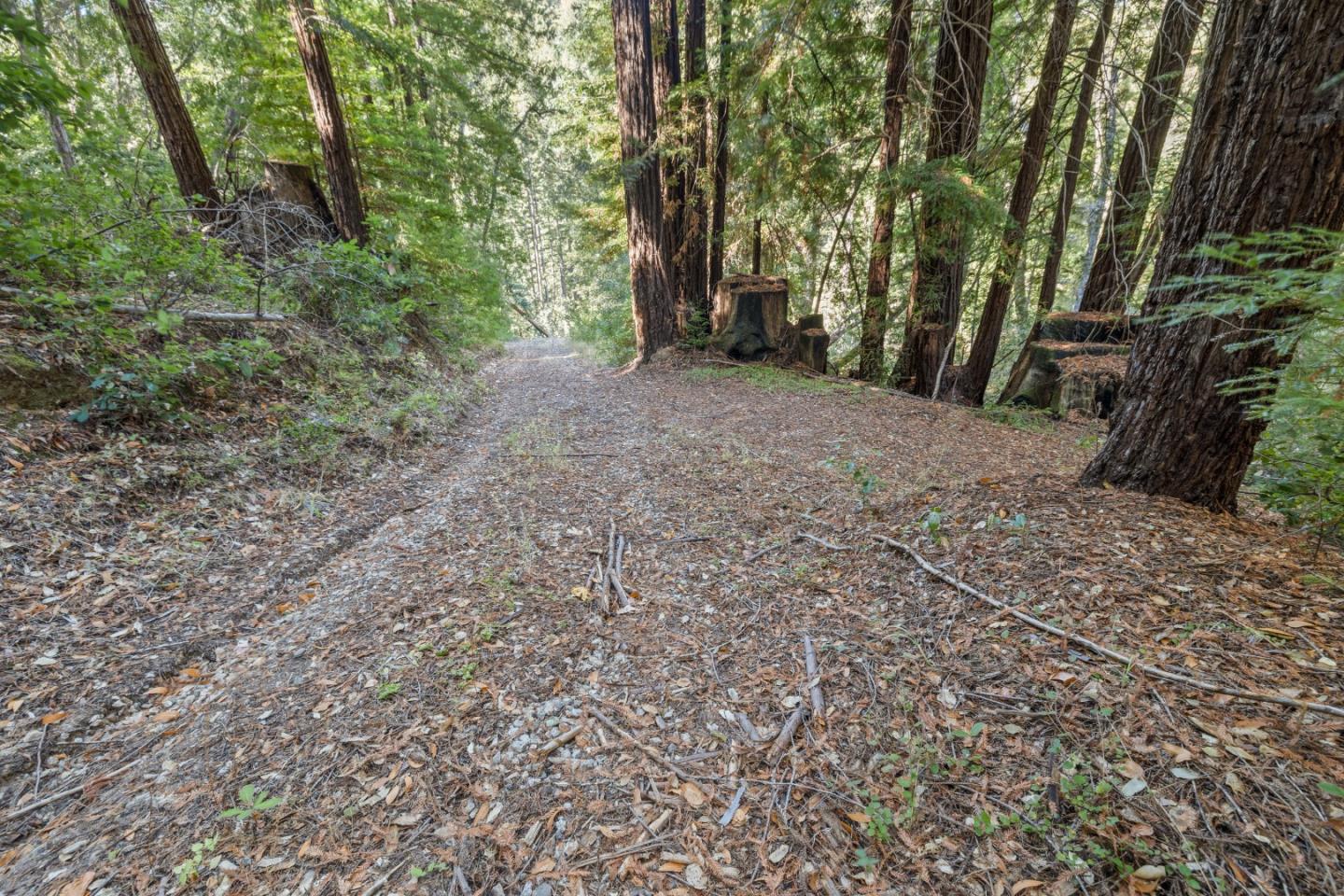 19900 Kings Creek Road Boulder Creek, CA 95006 - Photo 4 of 33 a view of a forest with trees in the background