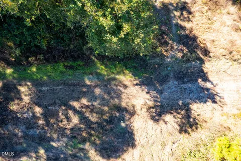 a view of a forest filled with trees