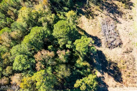 a view of a tree with plants