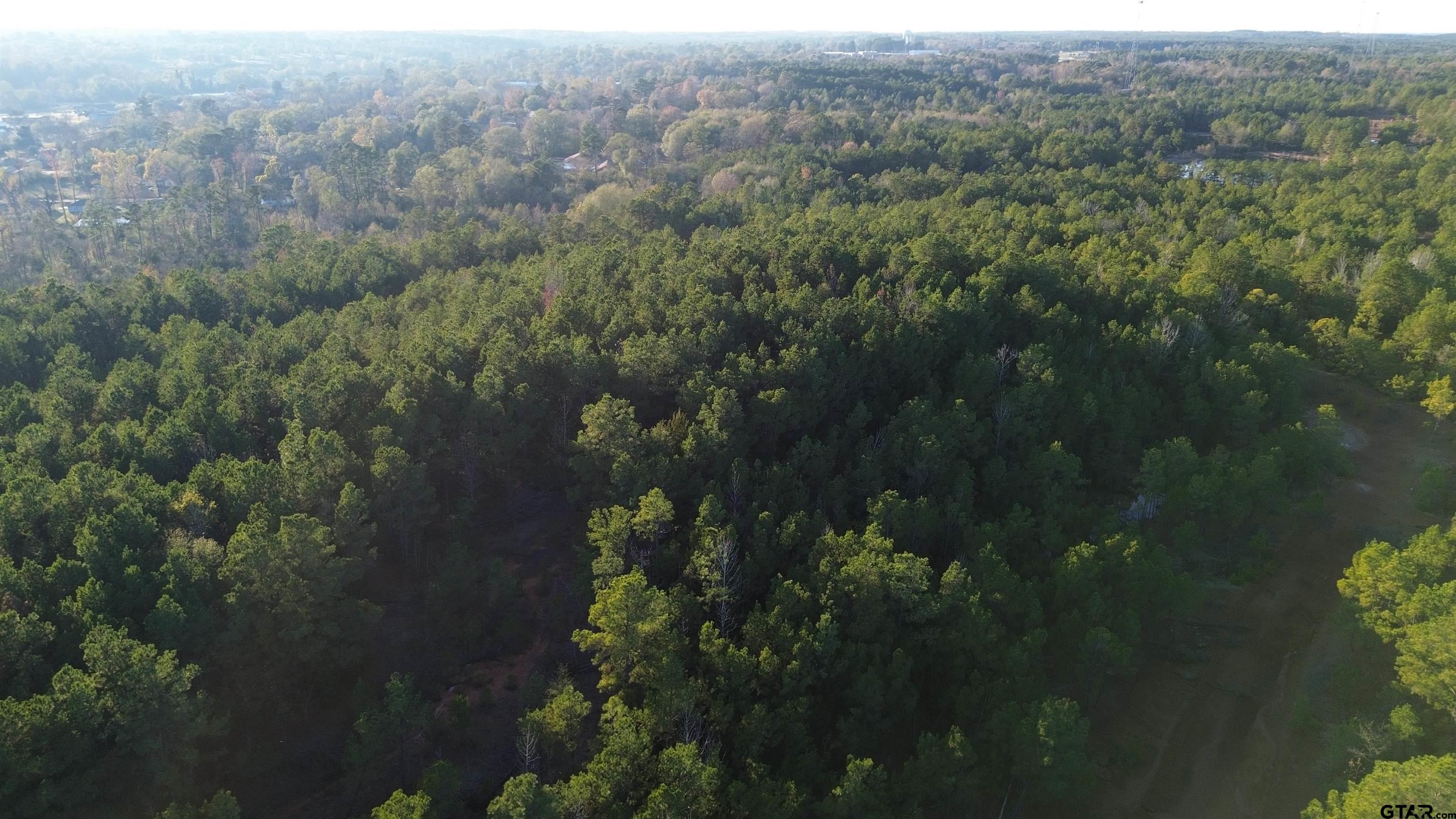 1204 Vance Hughes Springs, TX 75656 - Photo 13 of 26 a view of a forest with a yard