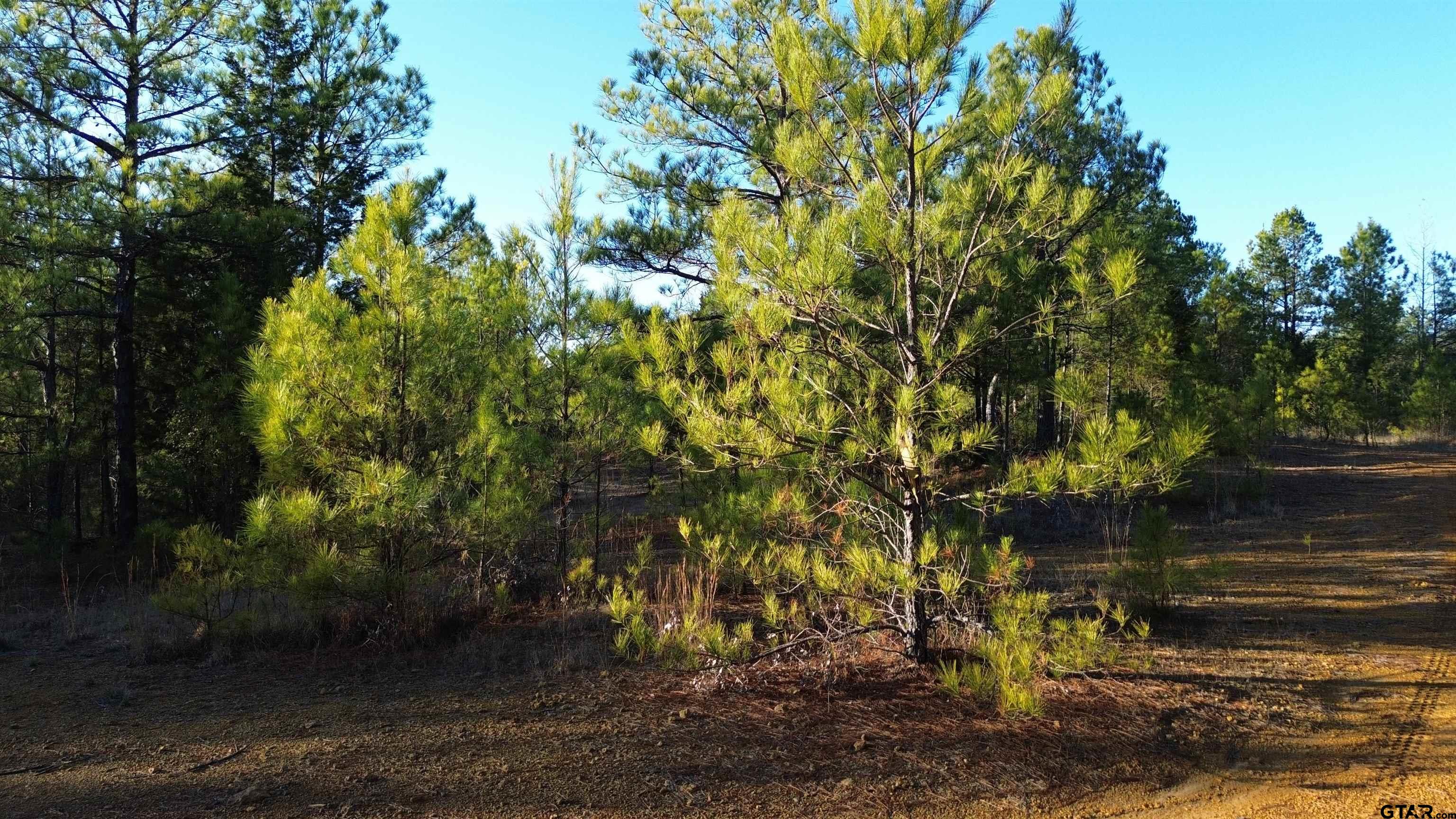 1204 Vance Hughes Springs, TX 75656 - Photo 16 of 26 a backyard of a house with lots of green space