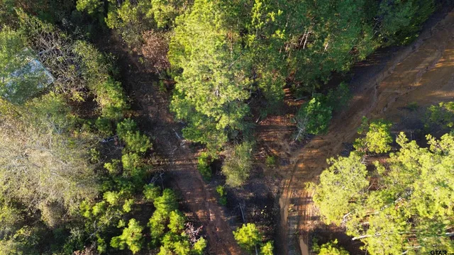 a plant that is in a garden