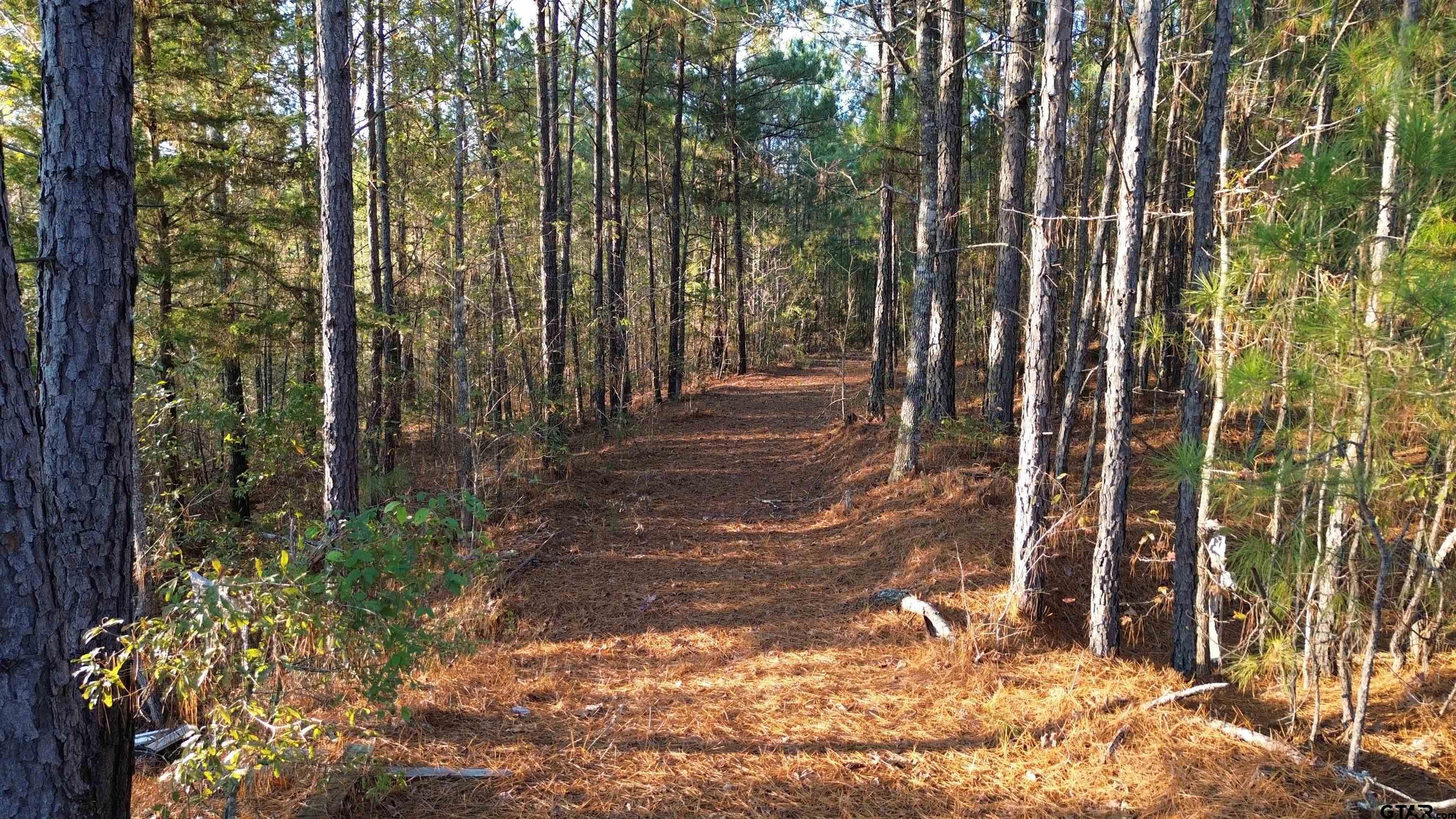 1204 Vance Hughes Springs, TX 75656 - Photo 22 of 26 a view of a yard with plants and trees