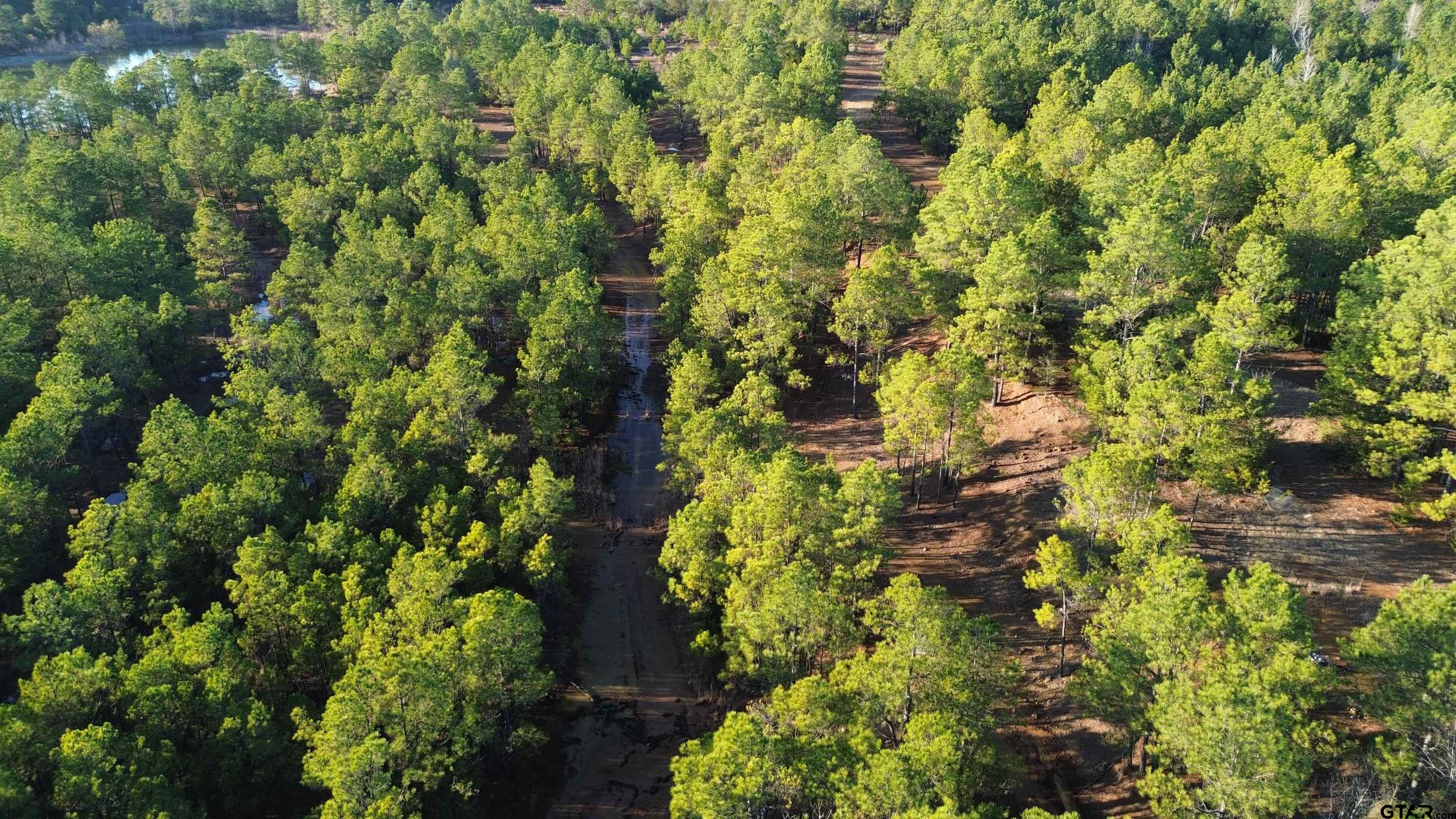 1204 Vance Hughes Springs, TX 75656 - Photo 6 of 26 a view of a tree