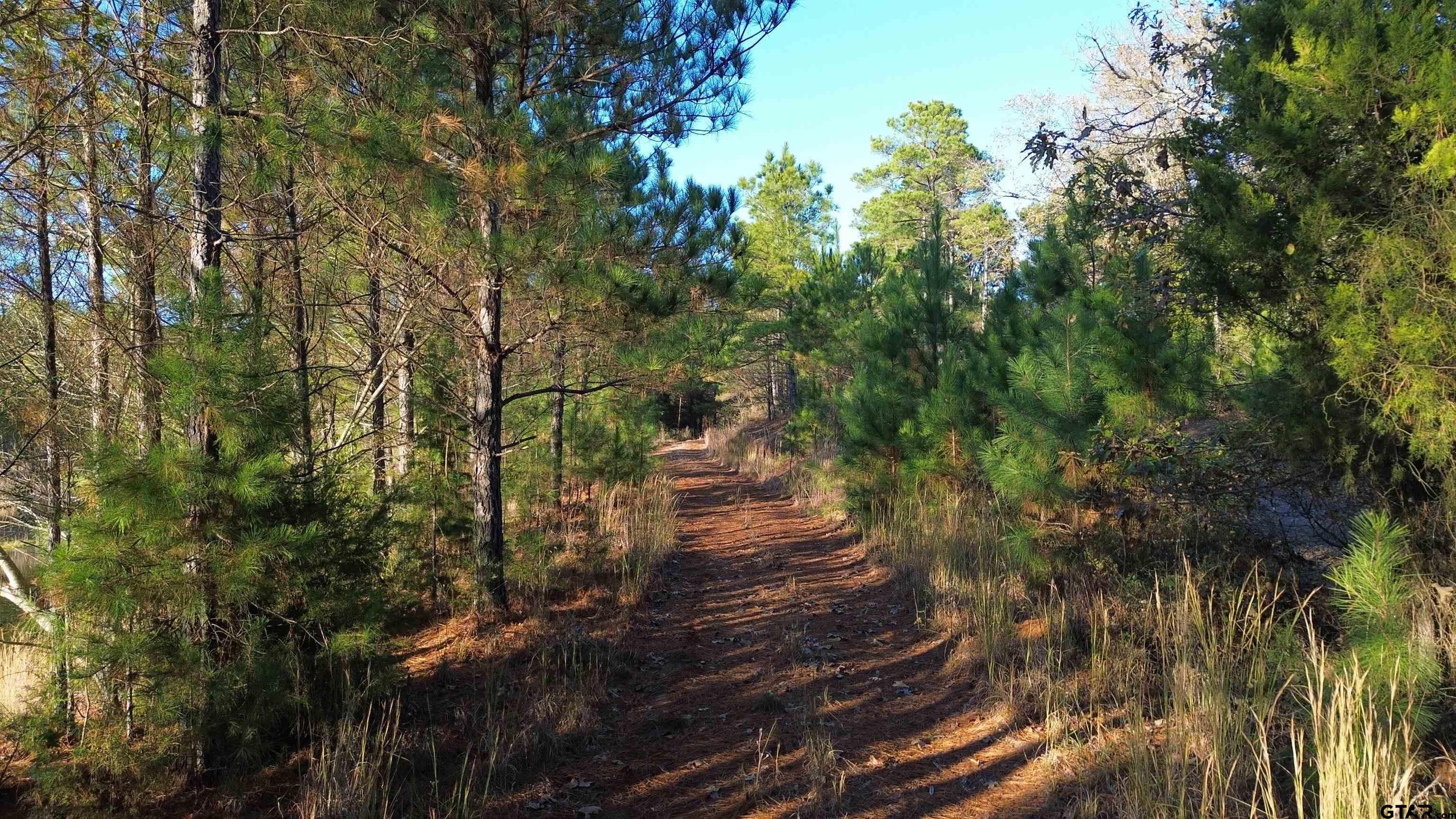 1204 Vance Hughes Springs, TX 75656 - Photo 7 of 26 a view of a yard