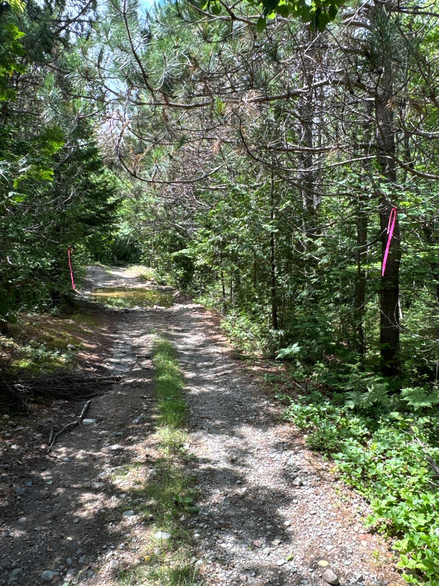 M2-l1 M2-l1 Off Bear Hollow Road Robbinston, ME 04671 - Photo 12 of 15 IMG_9822