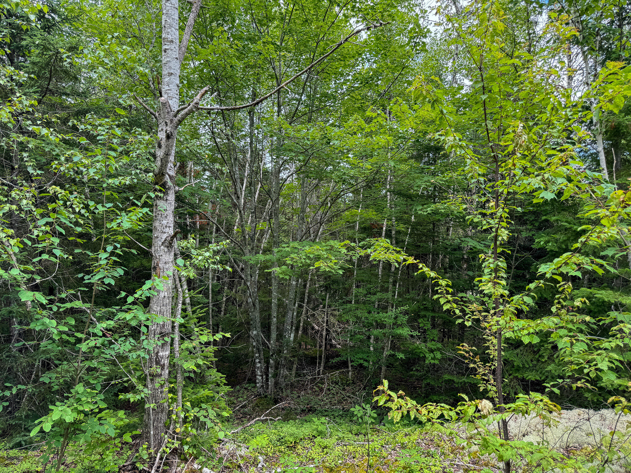 M2-l1 M2-l1 Off Bear Hollow Road Robbinston, ME 04671 - Photo 10 of 15 IMG_9811