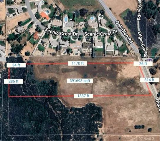 a view of a tree in a forest