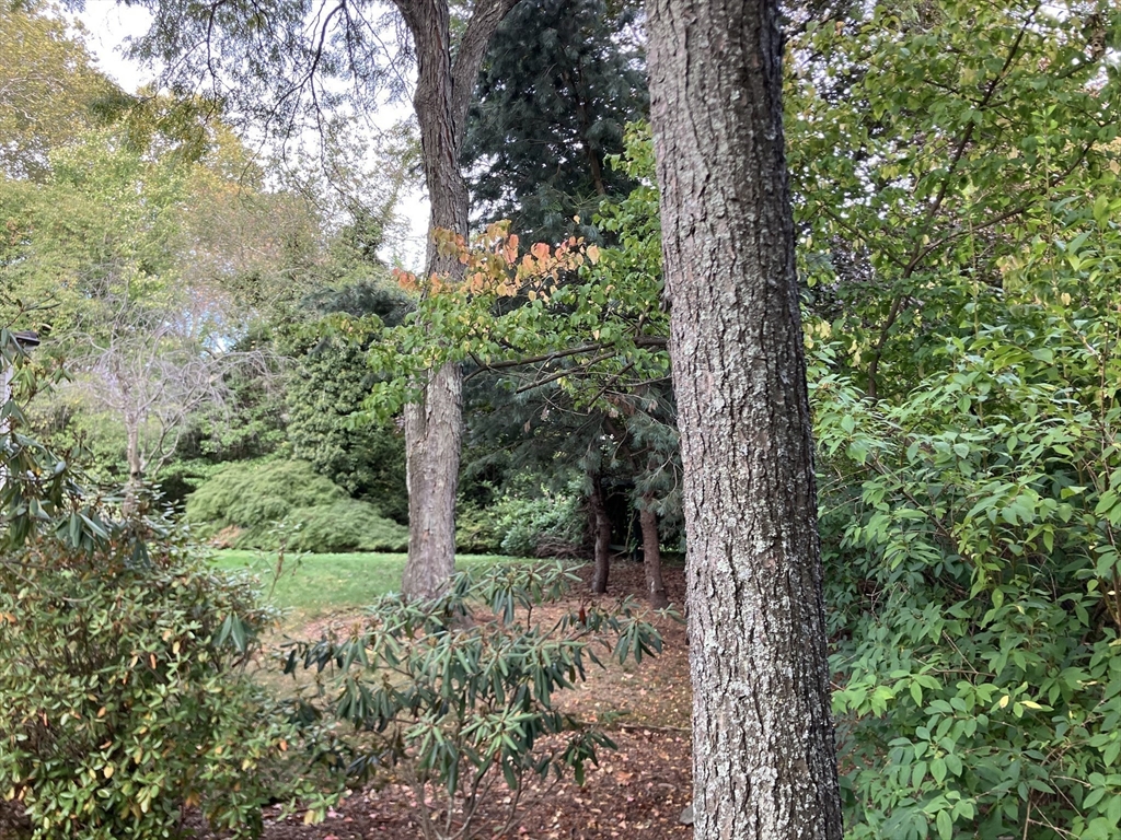 0 Glenoe Road Chestnut Hill, MA 02467 - Photo 3 of 6 a view of a forest with trees