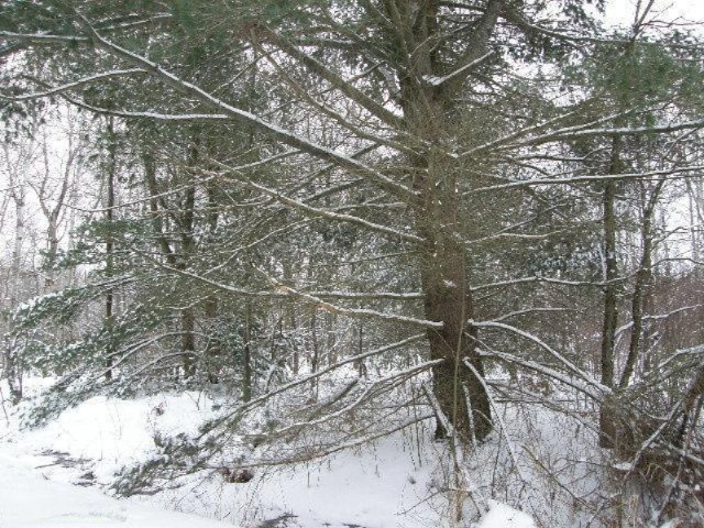 Holso Road Kaleva, MI 49645 - Photo 13 of 14 Additional Photo
