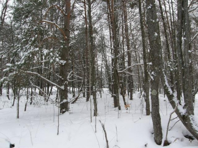 Holso Road Kaleva, MI 49645 - Photo 14 of 14 Additional Photo