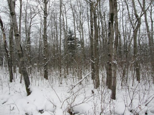 Holso Road Kaleva, MI 49645 - Photo 4 of 14 Additional Photo