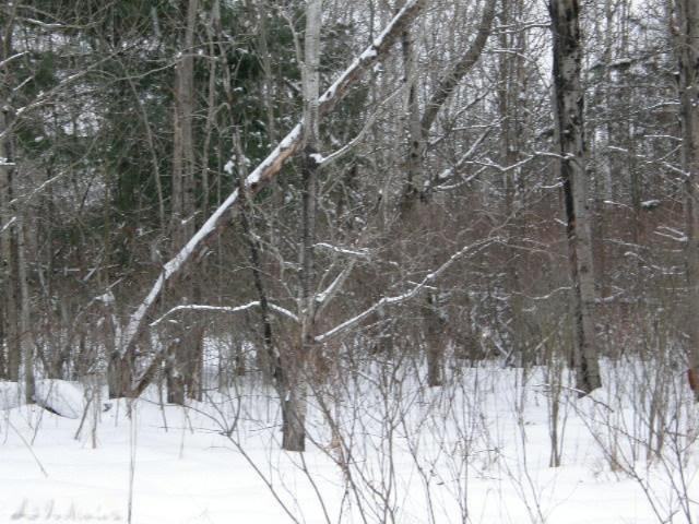 Holso Road Kaleva, MI 49645 - Photo 8 of 14 Additional Photo
