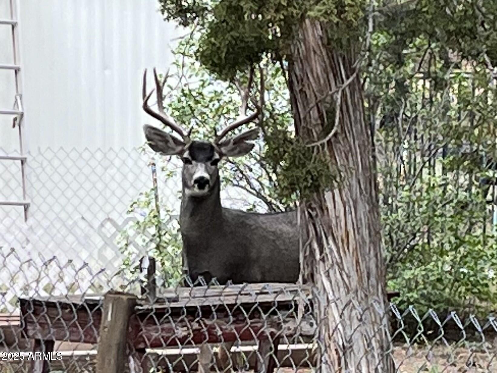 2064 Pinewood Drive Overgaard, AZ 85933 - Photo 4 of 33 a picture of a tree